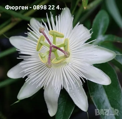  Пасифлора - Passiflora, снимка 7 - Разсади - 37497476