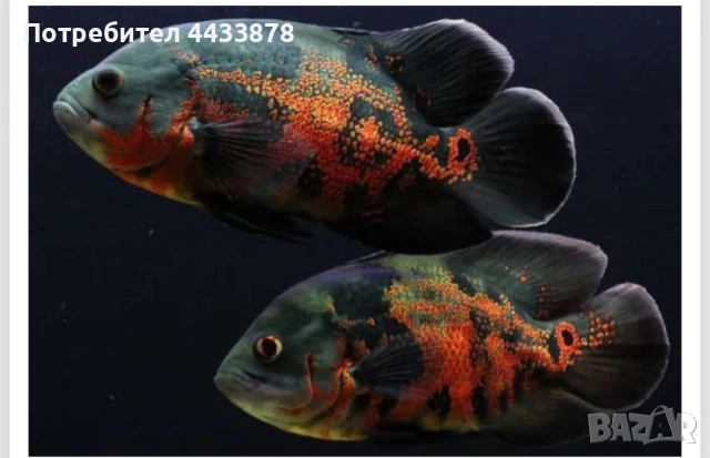 Оскар астронотус 