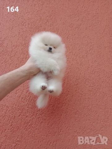 Миниатюрно мини момиченце. Померан. Реални снимки от 24.01.26 г., снимка 10 - Померан - 53209760