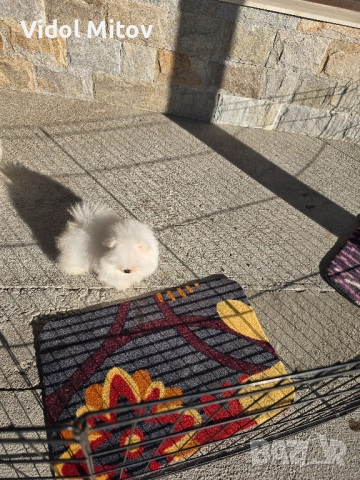 Мини Померан момче , снимка 2 - Померан - 52432164