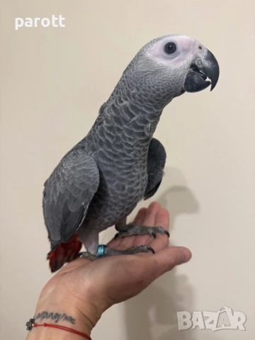 Ръчно хранен папагал Жако, снимка 2 - Папагали - 52794001