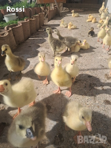 НеМи патета и ГъСета, снимка 5 - Патици и гъски - 54136349