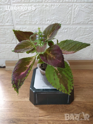 6 копривки по 1 евро + подарък, снимка 4 - Стайни растения - 53692920