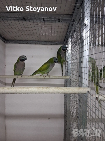 Голям Александър/Китайски Александър, снимка 5 - Папагали - 51324998