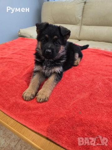 Уникална млада госпожица , снимка 7 - Немска овчарка - 52881278