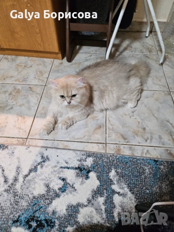 Родословни Британски котета  промоционолна цена за 8 март, деня на жената!, снимка 13 - Британска късокосместа - 53502654