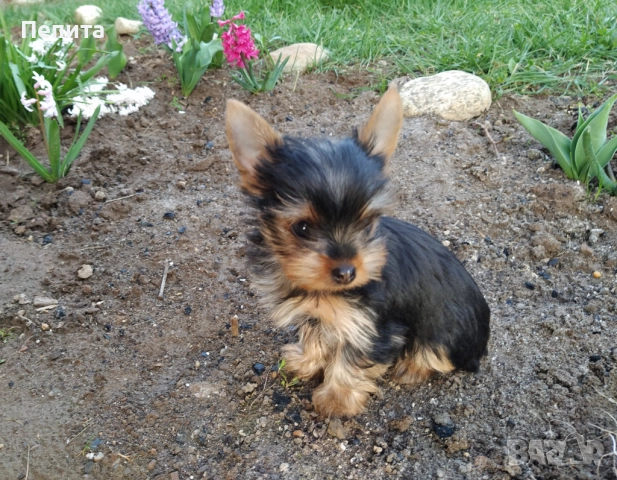Мини йоркширски териери, снимка 6 - Йоркширски териер - 51977621