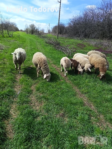 Три броя овце. 