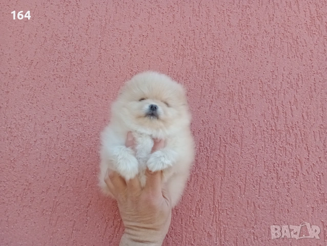 Женски Померан. Реални снимки от 23.02.26 г., снимка 2 - Померан - 53524180