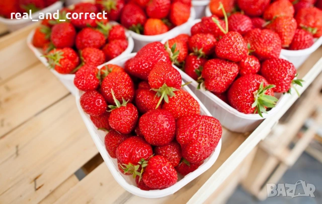 ВЕЛИКОЛЕПЕН БИО Разсад целогодишни Ягоди и Малини, снимка 9 - Разсади - 53687574