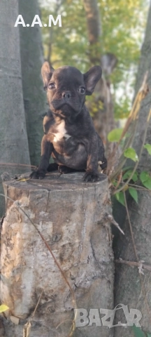 Френски булдочета 111 дни, снимка 15 - Други - 51492688