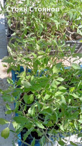Разсад домати лични семена без хибриди, снимка 3 - Разсади - 45354631