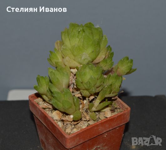 Хавортия (Haworthia cymbiformis var. obtusa) с много детки, снимка 1 - Стайни растения - 37398729