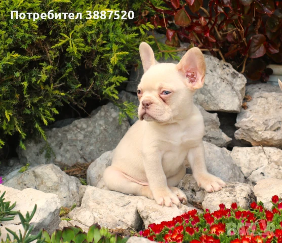 Френски булдог бебета , снимка 1