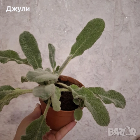 Заешко Ухо ,лечебно растение, снимка 4 - Градински цветя и растения - 52404244