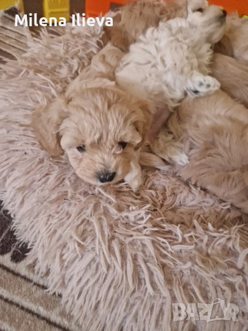 продавам бебенца малтипу , снимка 4 - Пудели - 53689600