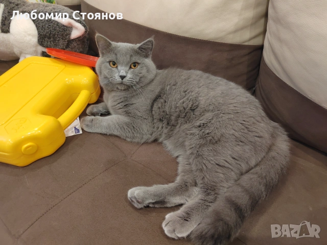 Британец за разплод , снимка 3 - Британска късокосместа - 53433473