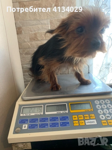 Две мини Йорки мъжки на 1 година и един стандартен мъжки, снимка 10 - Йоркширски териер - 53227851