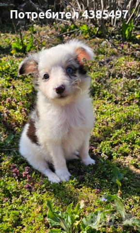 Момче Шелти мини Коли 