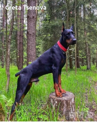 Продавам доберманчета, снимка 10 - Доберман - 53174902