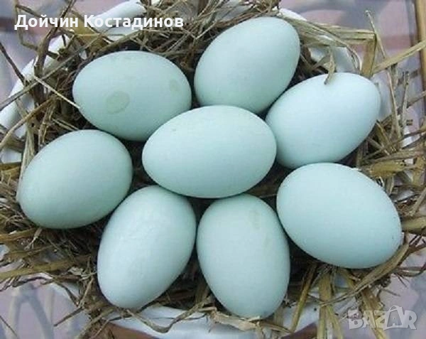 разплодни яйца Легбар 