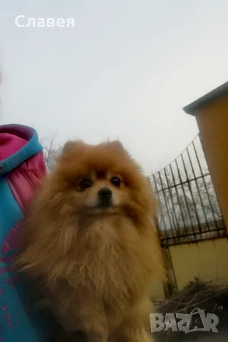 Продавам мини шпиц померан , снимка 1