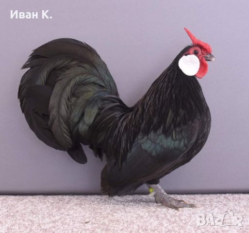 Продавам семейство черни Розкомби 2+12., снимка 1 - Кокошки и пуйки - 46311242