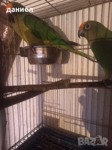 оранжевочела аратинга