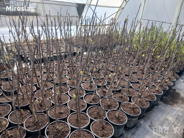 Магнолия "Сънрайз", снимка 8 - Градински цветя и растения - 53984976