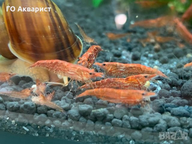 Червена скарида / Cherry shrimp, снимка 1 - Рибки - 45625325
