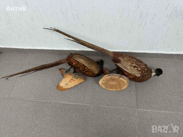 Препариран Фазан Фазани, снимка 9 - Други ценни предмети - 51683019