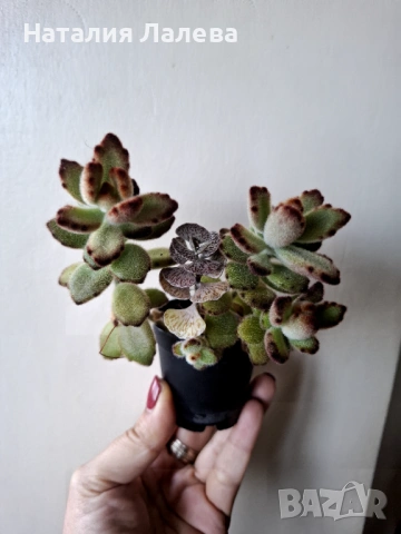 Каланхое, kalanchoe tomentosa, kalanchoe rombophilosa, снимка 3 - Стайни растения - 53138718