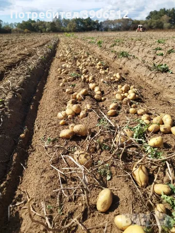 🥔Самоковски картоф 🥔, снимка 1 - Други - 47705882