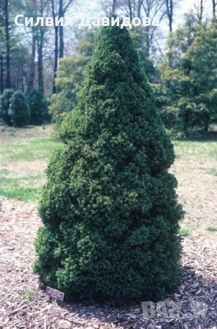 Смърч коника , снимка 14 - Градински цветя и растения - 52505478