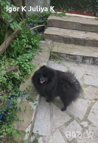 уникален померан тип черна перла, невероятно красив.  