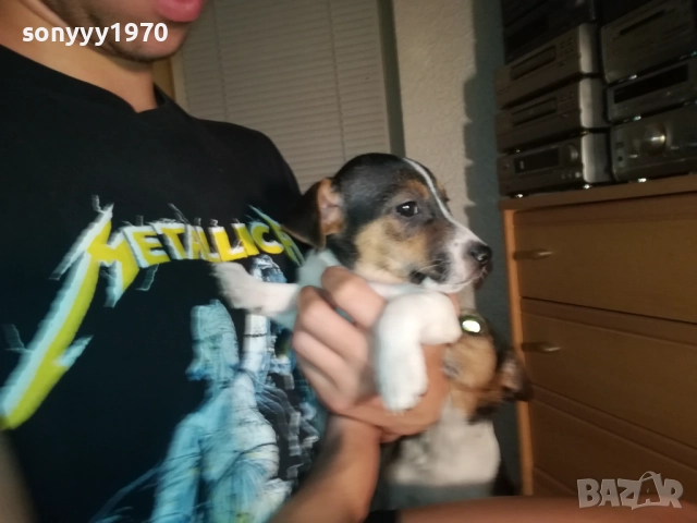 ЖЕНСКО КУТРЕ ДЖАК РЪСЕЛ 1310250645, снимка 6 - Джак ръсел териер - 52032852