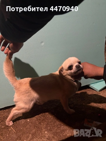 Мъшко Чихуахуа за РАСПЛОД.