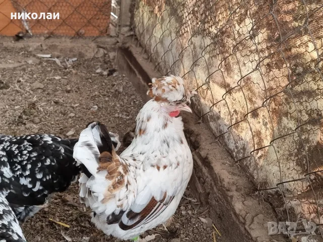 продавам яйца от бреговска джинка, снимка 6 - други­ - 49700485