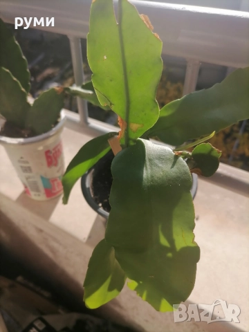 Розов    и бял епифилум, снимка 5 - Стайни растения - 43055914