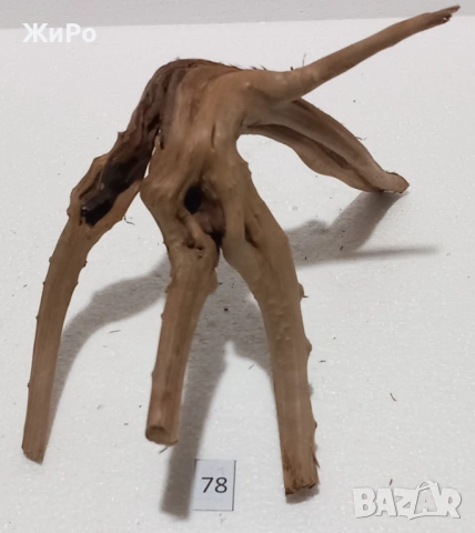 Корен от Азалия /декорация/ 78, снимка 4 - Други - 54102621