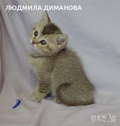 Шотландско мъжко златна чинчила , снимка 7 - Британска късокосместа - 53580083