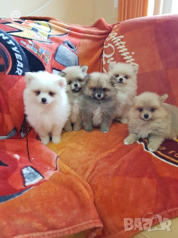 Померан померани померанчета Гр. София, снимка 7 - Померан - 53483732