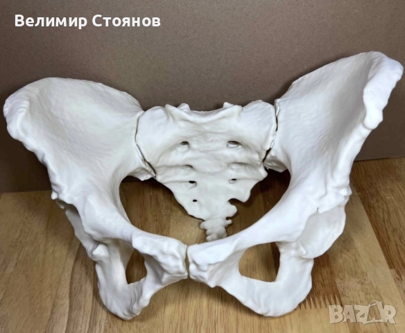 Анатомични макети на човешката костна система, снимка 3 - Енциклопедии, справочници - 53400681