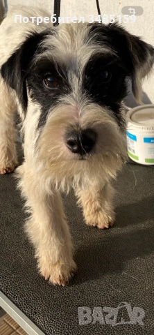 Парсън Ръсел Териер , снимка 5 - Джак ръсел териер - 47713816