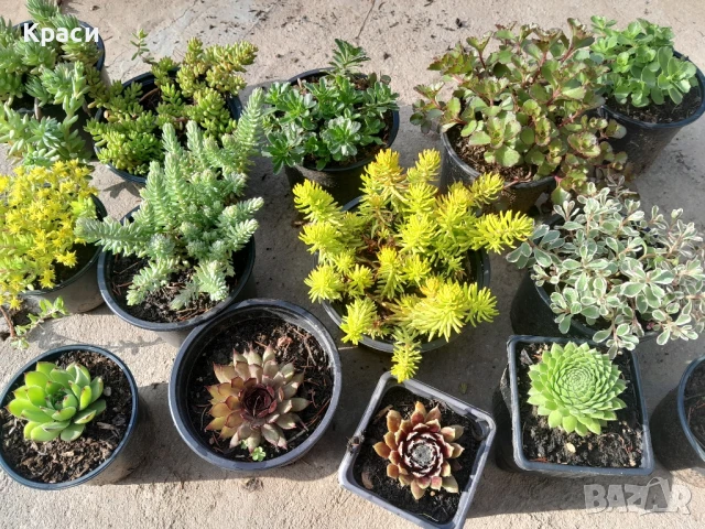 Комплект седуми.