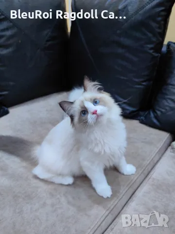 Рагдол/Регдол.Bleuroi ragdoll cattery, снимка 9 - Други - 47381858