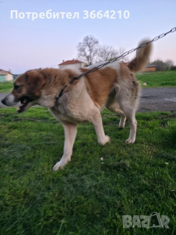 Кръстоска Каракачанска овчарка-Кангал