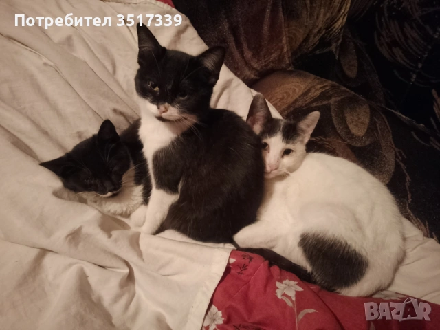 Подарявам коте, снимка 11 - Други - 52048338