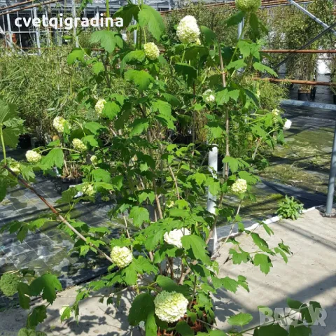 Viburnum opulus 'Roseum'-Вибурнум Розем, снимка 3 - Градински цветя и растения - 49085902