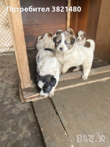 Каракачански кученца , снимка 2 - Каракачанска овчарка - 52618838